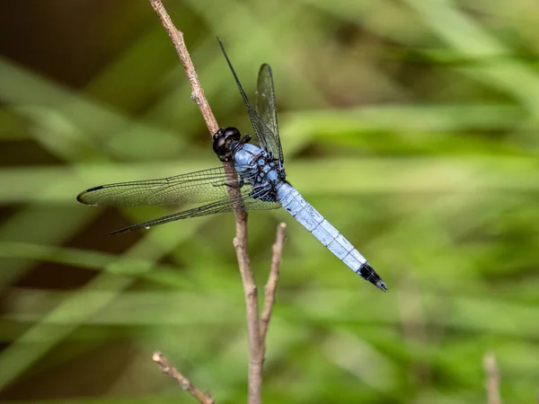 Eine Großaufnahme Einer Blauen Libelle Die Auf Dem Gras Sitzt — Stockfoto