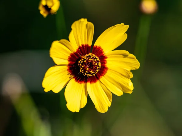 Primo Piano Dei Fiori Gialli Con Uno Sfondo Sfocato — Foto Stock