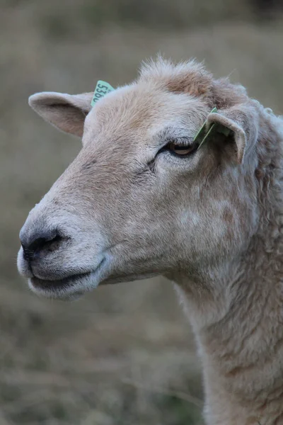 Ein Weißes Schaf Weidet Auf Der Weide Eines Bauernhofs — Stockfoto