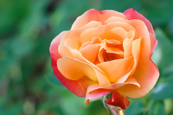 Zbliżenie Ujęcia Kwitnącej Pomarańczowej Róży — Zdjęcie stockowe