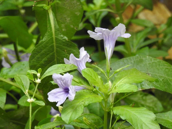 Closeup Flor Roxa Bonita Bengala Clockvine Morning Uma Planta Com — Fotografia de Stock