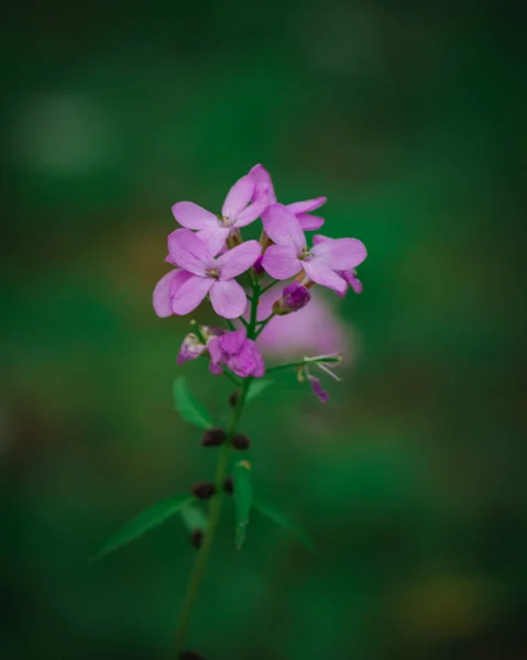 Tiro Vertical Uma Flor Rosa — Fotografia de Stock