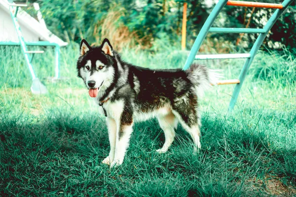 Ένα Κοντινό Πλάνο Του Siberian Husky Εξωτερικούς Χώρους — Φωτογραφία Αρχείου