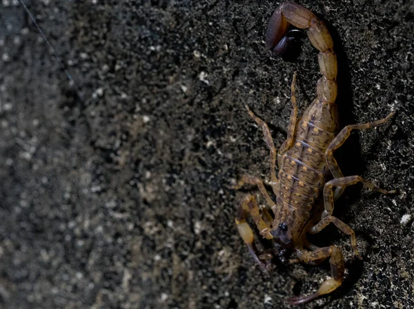 Gros Scorpion Sol Haut — Photo