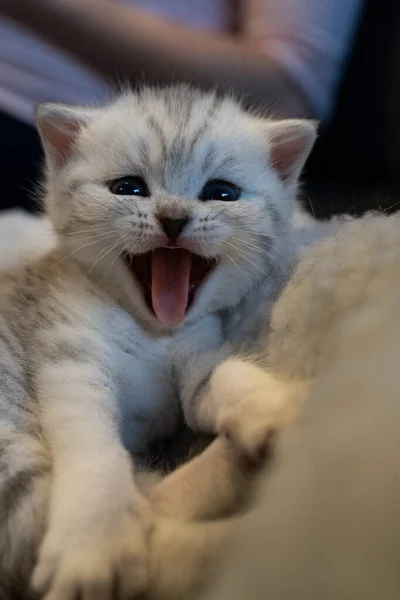 Cute British Shorthair Cat Smiling Camera Cat Has White Grey — Stock Photo, Image