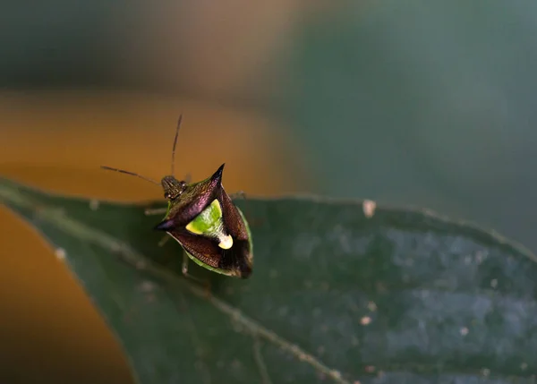 Bulanık Arkaplanı Olan Yaprak Kenarında Oturan Küçük Bir Böcek — Stok fotoğraf