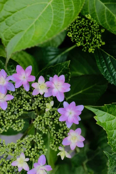 Plano Vertical Flores Starcluster Púrpura Jardín Bajo Luz Del Sol —  Fotos de Stock
