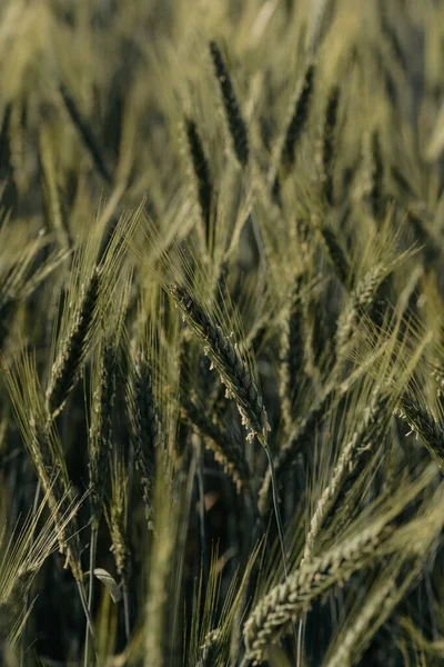 Een Selectieve Focus Shot Van Een Rogge Oor Groeiend Het — Stockfoto