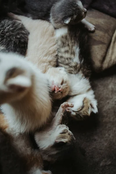 Een Verticaal Shot Van Schattige Kittens — Stockfoto