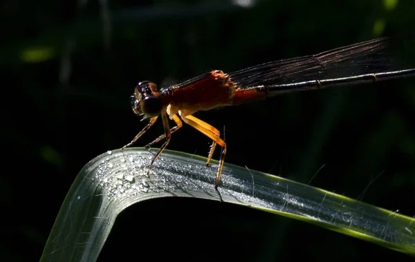 Een Close Van Een Libelle Staand Een Gebogen Blad Met — Stockfoto