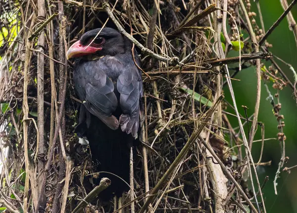 Pássaro Exótico Preto Sentado Galho Com Fundo Borrado — Fotografia de Stock