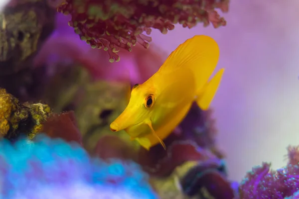 Een Close Shot Van Een Zebrasoma Zwemmen Onderwater — Stockfoto