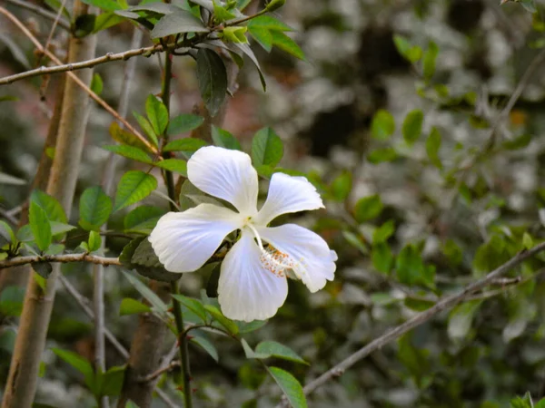 Egy Közeli Kép Gyönyörű Fehér Színű Hibiscus Virág Egy Növény — Stock Fotó