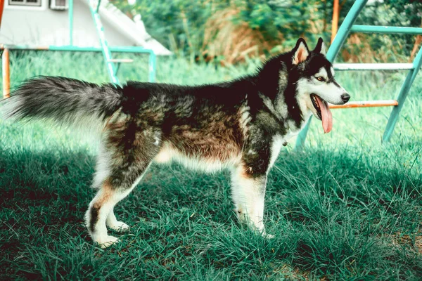 Ένα Κοντινό Πλάνο Του Siberian Husky Εξωτερικούς Χώρους — Φωτογραφία Αρχείου