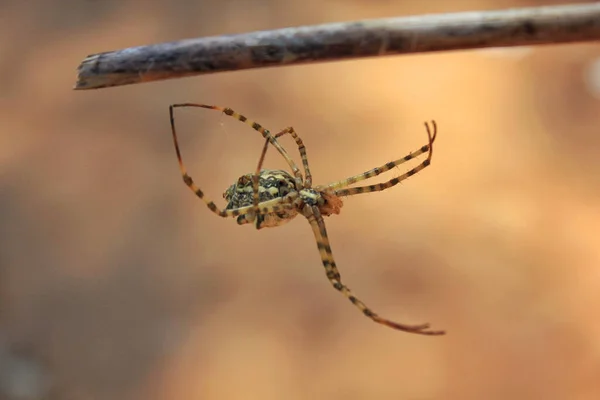 Ένα Επιλεκτικό Πλάνο Εστίασης Ενός Argiope Lobata Στο Κλαδί — Φωτογραφία Αρχείου