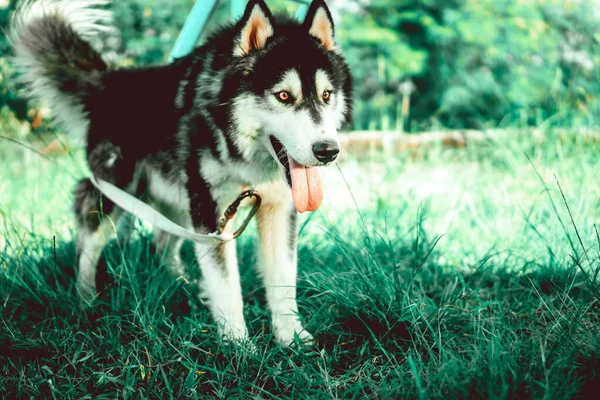 Zbliżenie Syberyjskiego Husky Zewnątrz — Zdjęcie stockowe