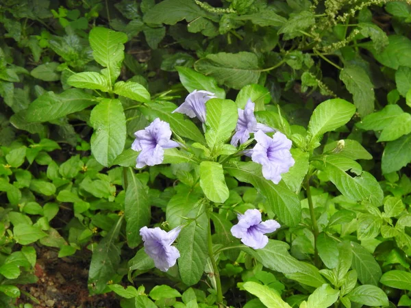 Closeup Flor Roxa Bonita Bengala Clockvine Morning Uma Planta Com — Fotografia de Stock