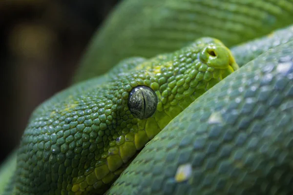 Макрознімок Зеленого Дерева Пітонної Змії — стокове фото