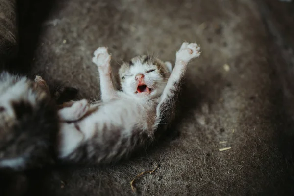 Selective Focus Shot Kitten Yawning — Stock Photo, Image