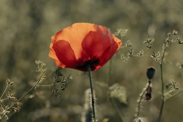 Güneşin Altındaki Tarlada Açan Kırmızı Gelincik Çiçeğinin Yakın Çekimi — Stok fotoğraf