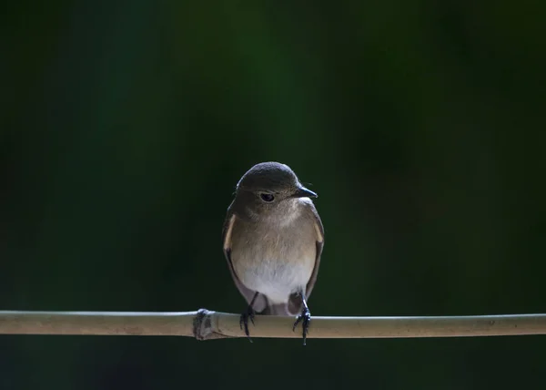 Ptak Siedzący Gałęzi Zamazanym Tłem — Zdjęcie stockowe