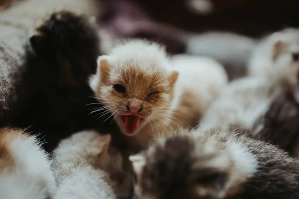 Eine Selektive Fokusaufnahme Eines Kätzchens Das Ein Dummes Gesicht Macht — Stockfoto