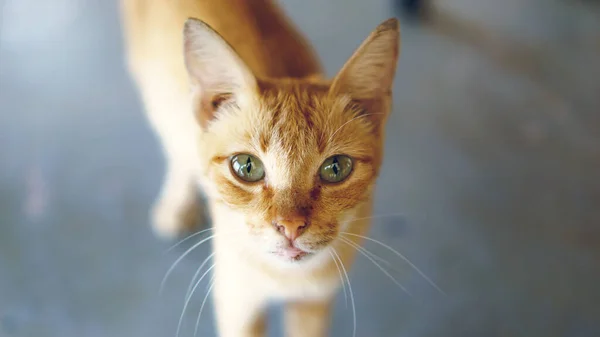 Close Gato Gengibre Bonito Olhando Para Câmera — Fotografia de Stock