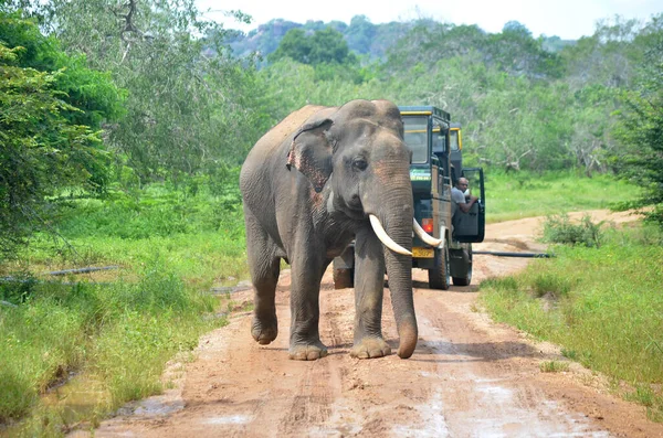 Johannesburg Afrique Sud Juil 2021 Éléphant Avec Véhicule Safari Sur — Photo
