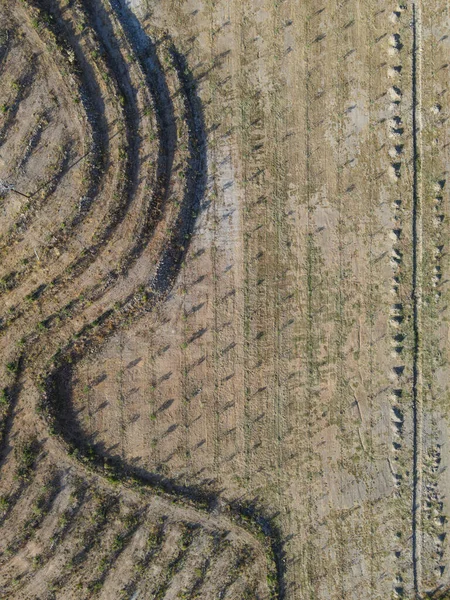 Una Vista Dall Alto Del Campo Ulivi Vicino Sigri Lesbo — Foto Stock