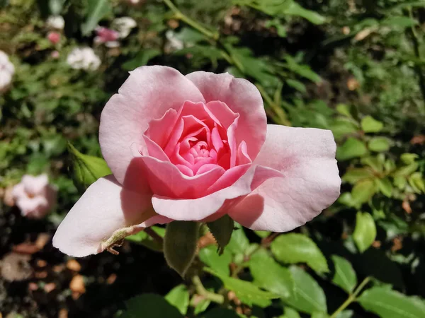 Рожева Троянда Розмитим Фоном Парку Ретіро Мадрид Іспанія — стокове фото