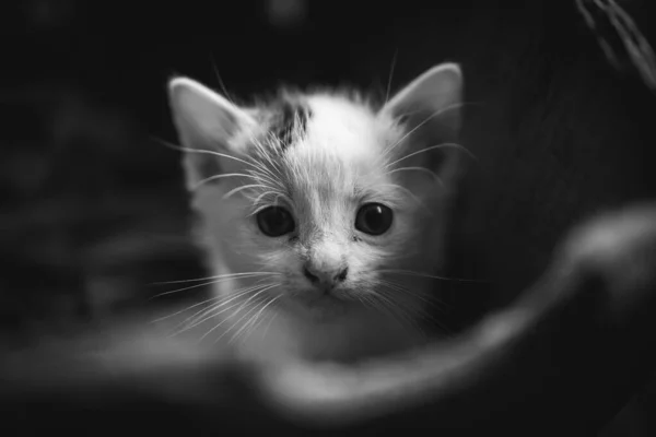 Een Grijsschaal Closeup Shot Van Een Schattig Wit Kitten Kijkend — Stockfoto