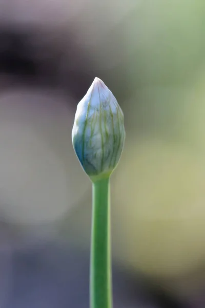 Eine Vertikale Nahaufnahme Einer Grünen Blütenknospe — Stockfoto