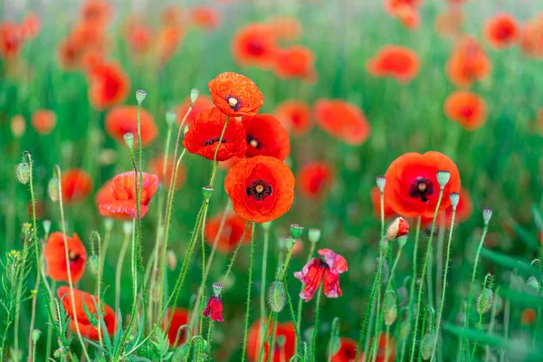 Tiro Seletivo Foco Das Flores Vermelhas Papoula Que Florescem Campo — Fotografia de Stock