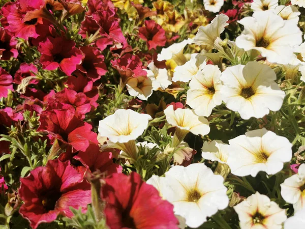 Κόκκινα Κίτρινα Και Λευκά Λουλούδια Που Προβάλλονται Από Ψηλά Στο — Φωτογραφία Αρχείου