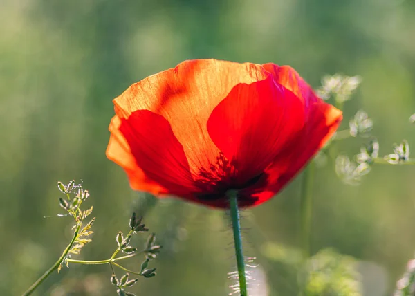 Tiro Close Uma Flor Papoula Vermelha Florescendo Campo Sob Sol — Fotografia de Stock