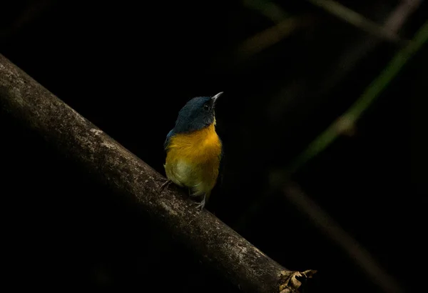 Ein Bunter Exotischer Vogel Sitzt Auf Einem Ast Mit Verschwommenem — Stockfoto