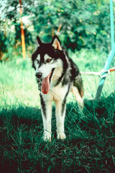 Pionowe Zbliżenie Syberyjskiego Husky Zewnątrz — Zdjęcie stockowe