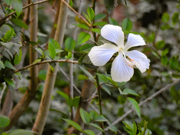 绿叶背景植物中美丽的白色芙蓉花的特写 — 图库照片