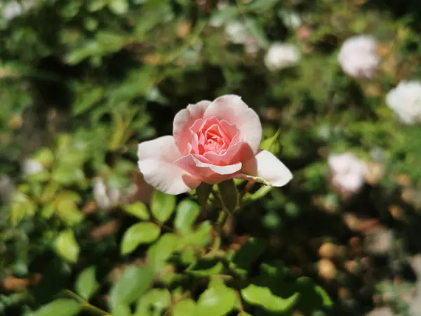 Close Rosa Rosa Com Fundo Borrado Parque Retiro Madrid Espanha — Fotografia de Stock