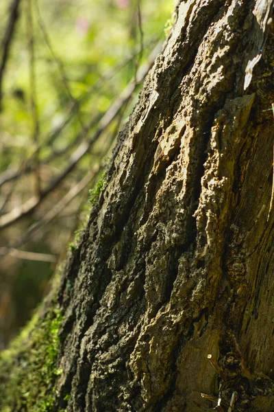 Vertikální Záběr Stromu Pokrytého Mechem Lese — Stock fotografie