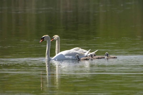 Eine Nahaufnahme Der Schwanenfamilie Beim Schwimmen Wasser — Stockfoto