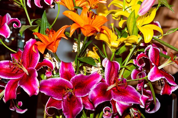 Gyönyörű Színes Liliomok Virágoznak — Stock Fotó
