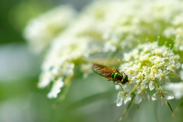 Een Closeup Shot Van Een Groene Fles Vlieg Hoog Een — Stockfoto