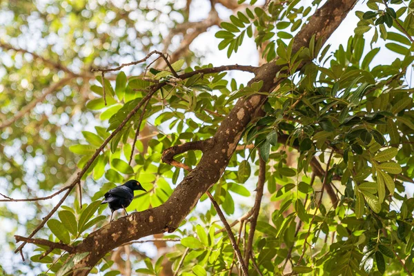 Μια Επιλεκτική Φωτογραφία Ενός Μαύρου Πουλιού Σκαρφαλωμένου Ένα Κλαδί Δέντρου — Φωτογραφία Αρχείου