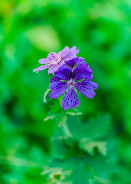 Primer Plano Flores Geranio Azul Flor Sobre Fondo Verde —  Fotos de Stock