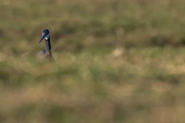 Ein Blauer Reiher Thront Einem Teich — Stockfoto