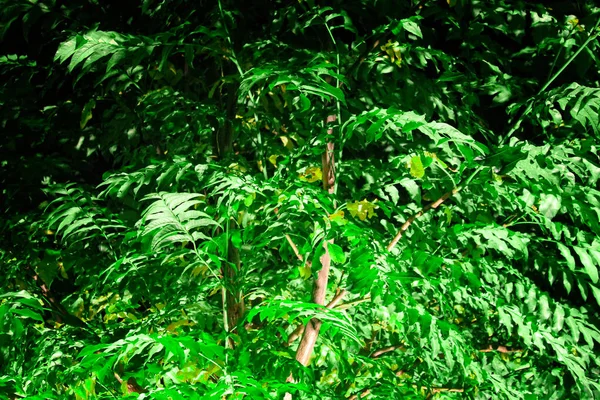 Arbres Plantes Frais Feuilles Vertes Dans Une Forêt — Photo