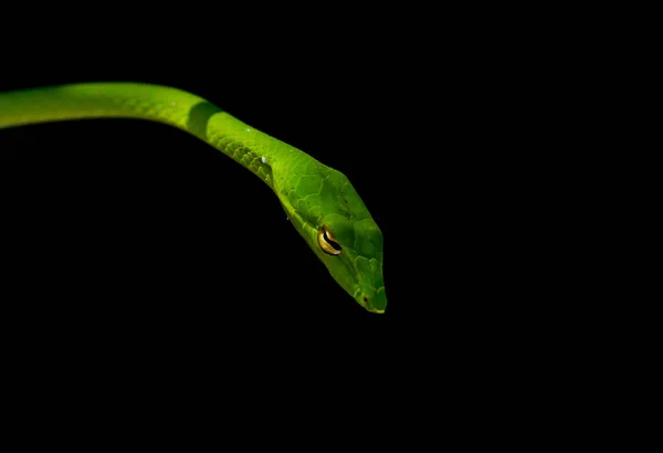 Una Pequeña Serpiente Exótica Verde Brillante Con Fondo Negro — Foto de Stock