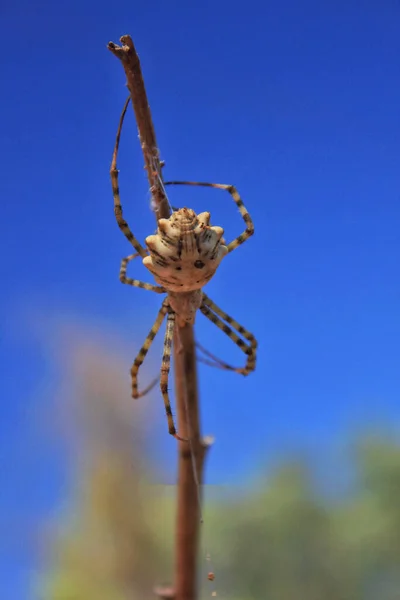 Vertikální Záběr Pavouka Argiope Lobata Větvi — Stock fotografie