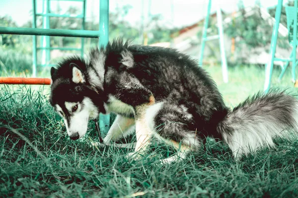Ένα Κοντινό Πλάνο Του Siberian Husky Εξωτερικούς Χώρους — Φωτογραφία Αρχείου